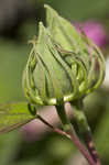 Swamp rosemallow